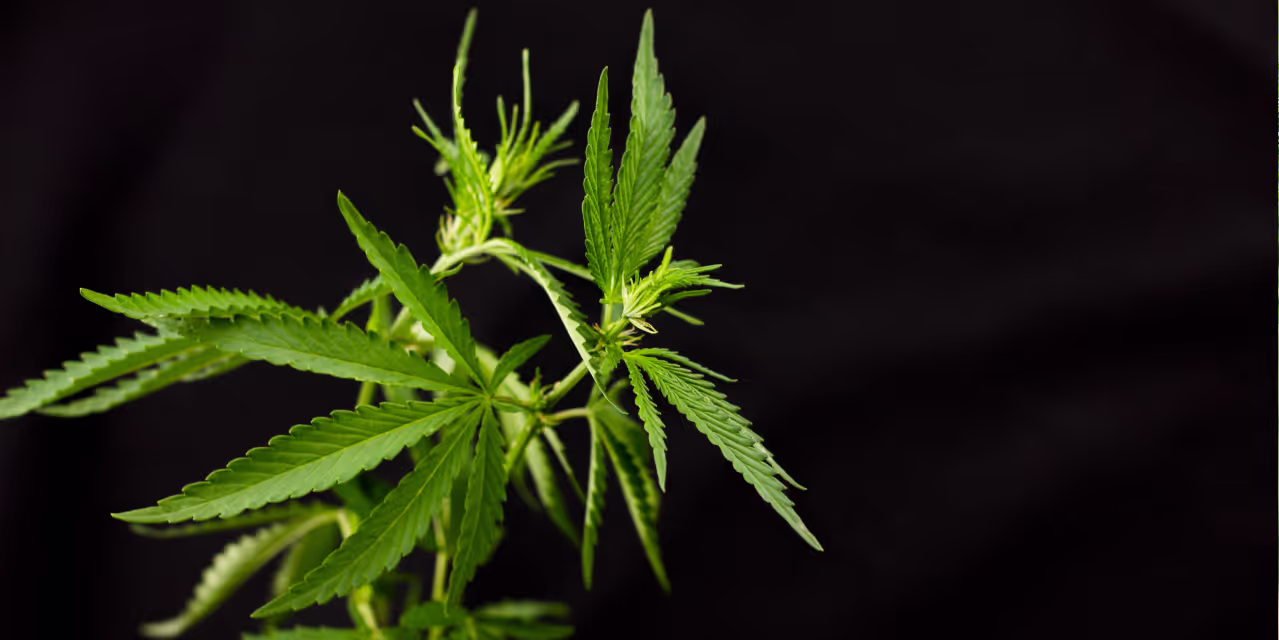 A ruderalis cannabis plant on a black background.