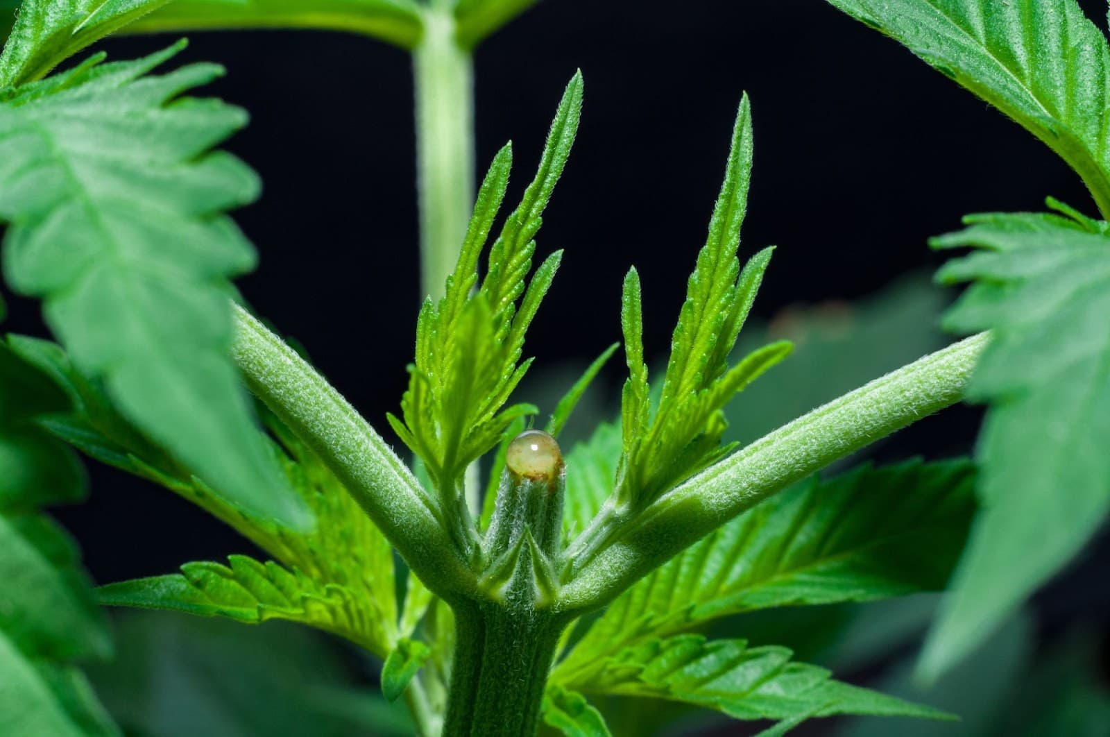 plant that has been topped during vegetative growth