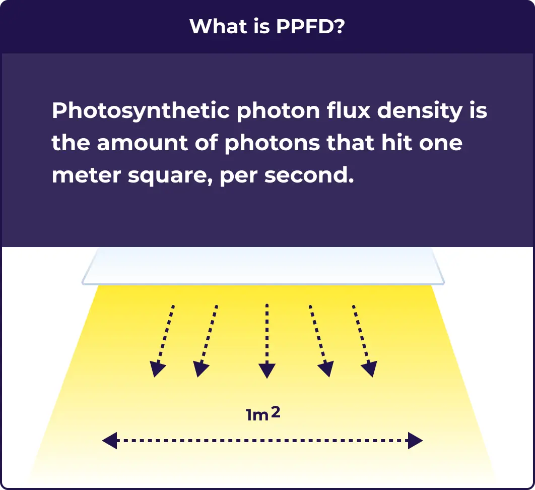 An illustration explaining what PPFD is and why its helpful to growers.