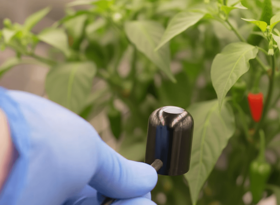 Par sensor in chilli grow room