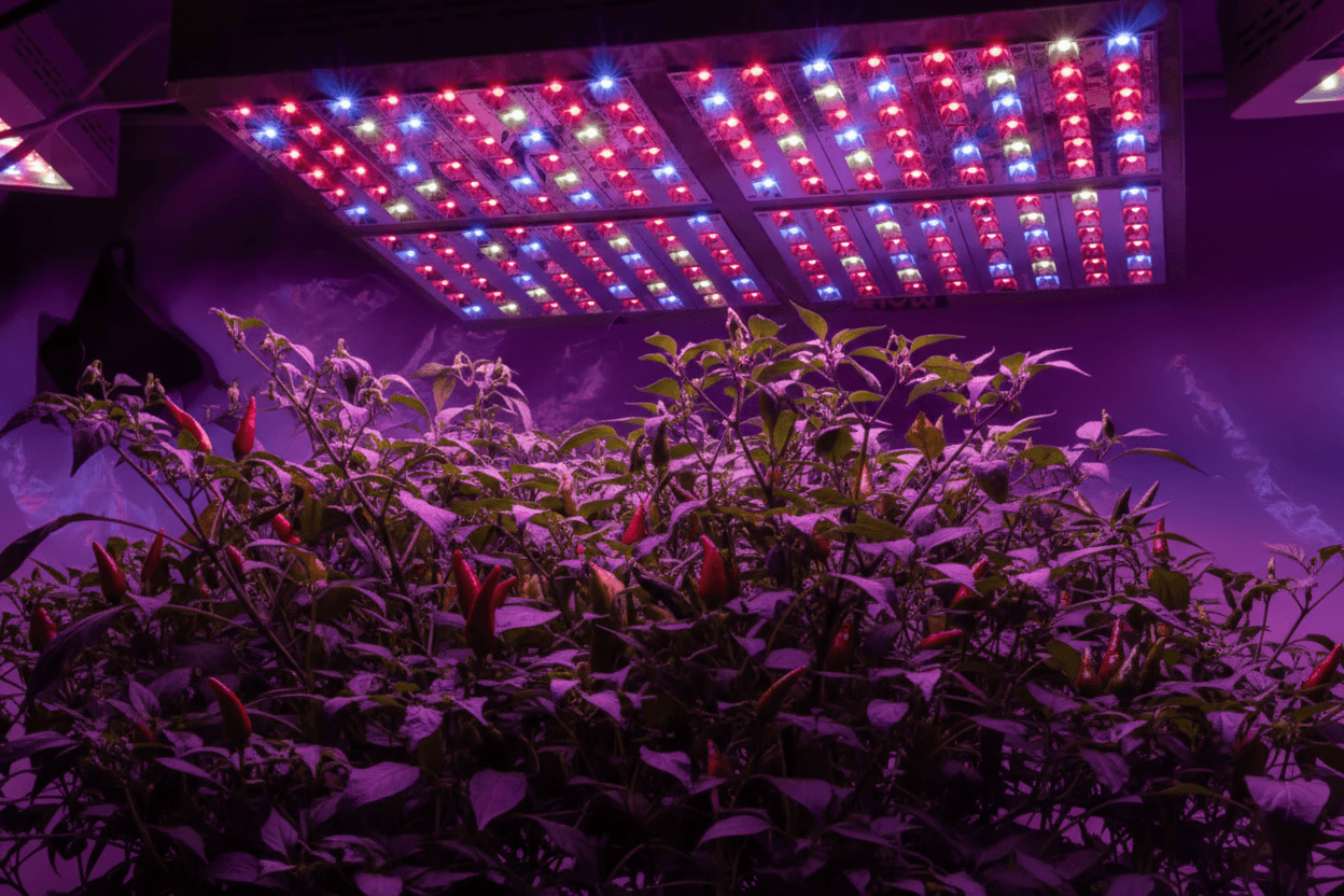 An image of chilli plants under an LED grow light