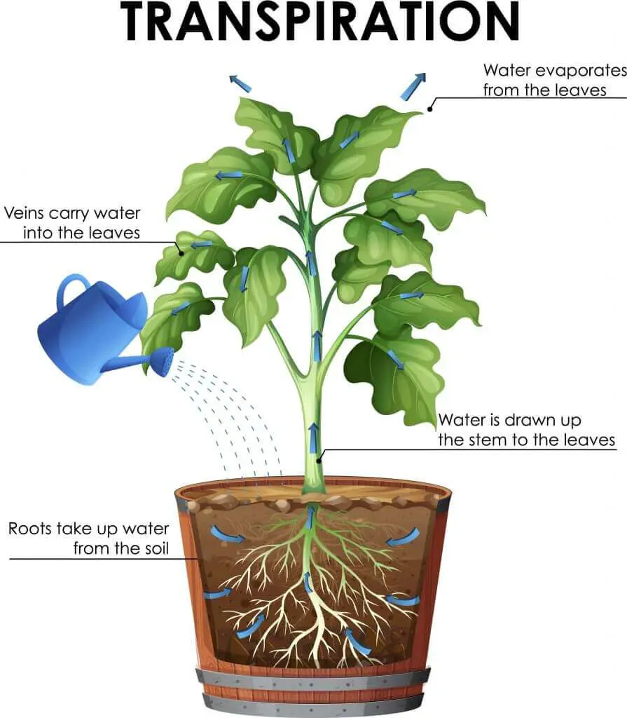 Vapour pressure deficit affects transpiration