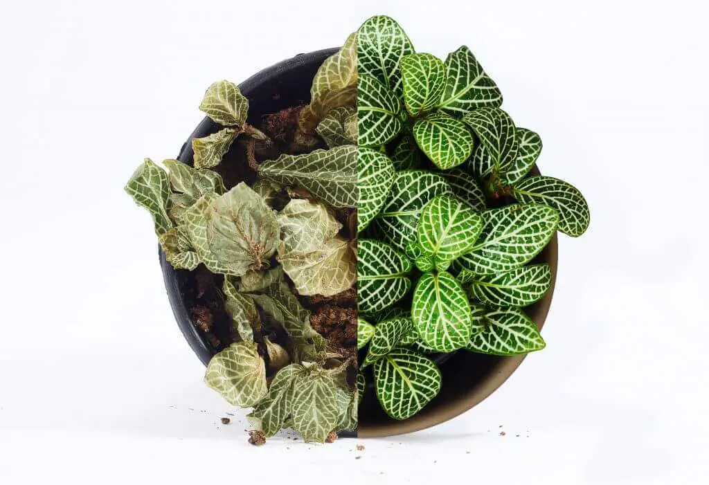 Avoid extremes of vapour pressure deficit for optimal plant health