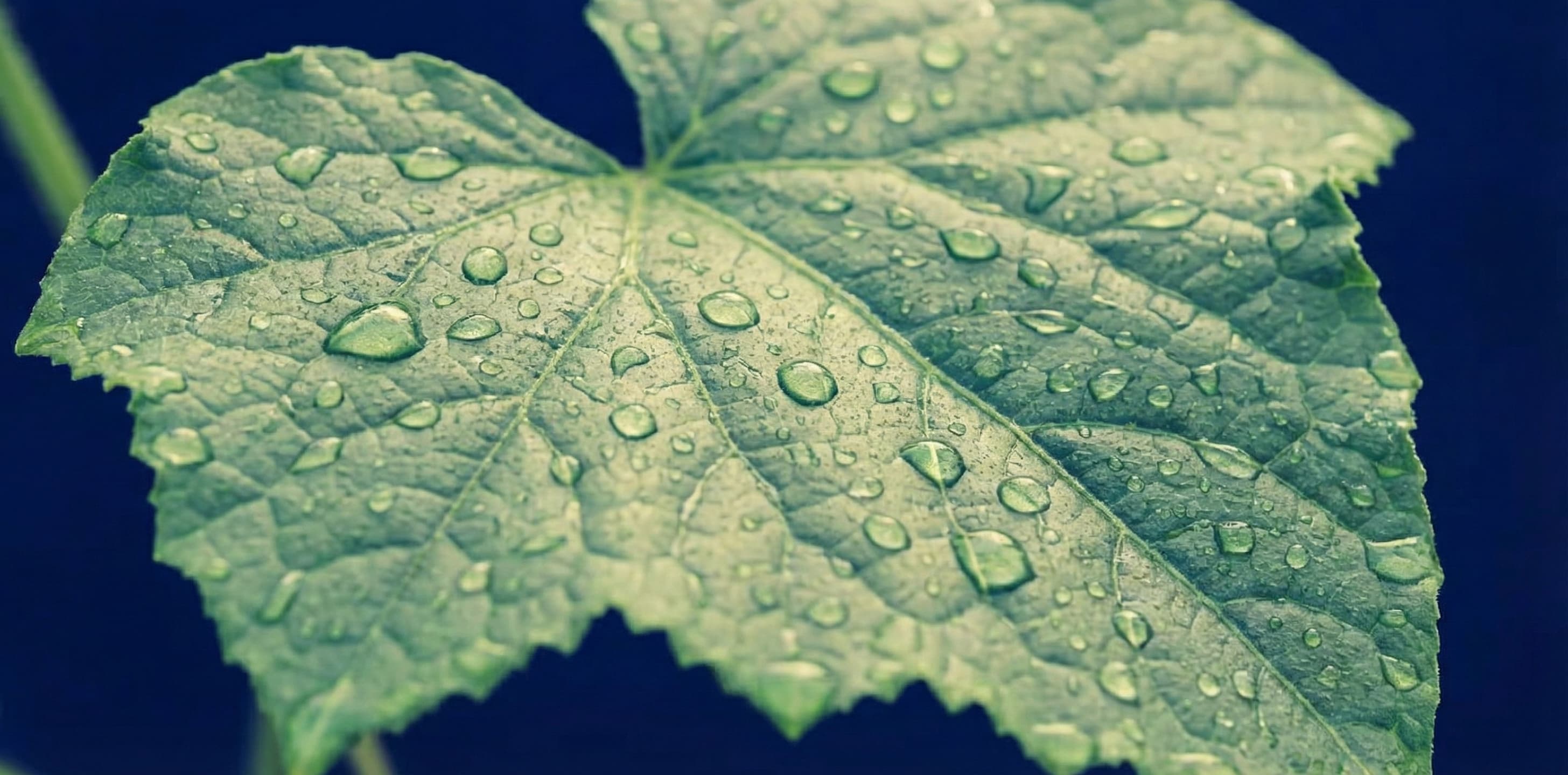 An image of a cucumber leaf in a high humidity environment.