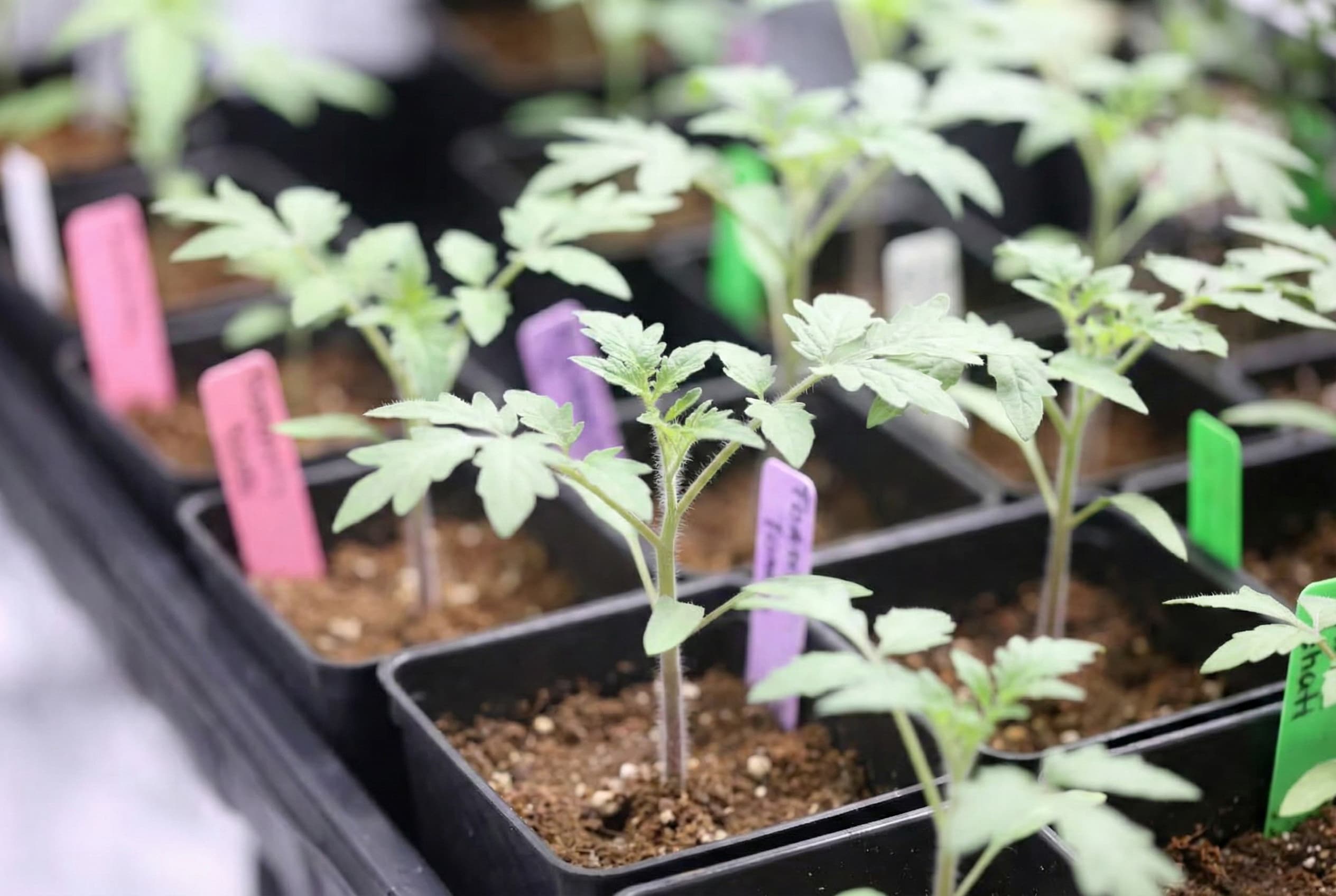A young tomato plant grown in a balanced VPD environment.