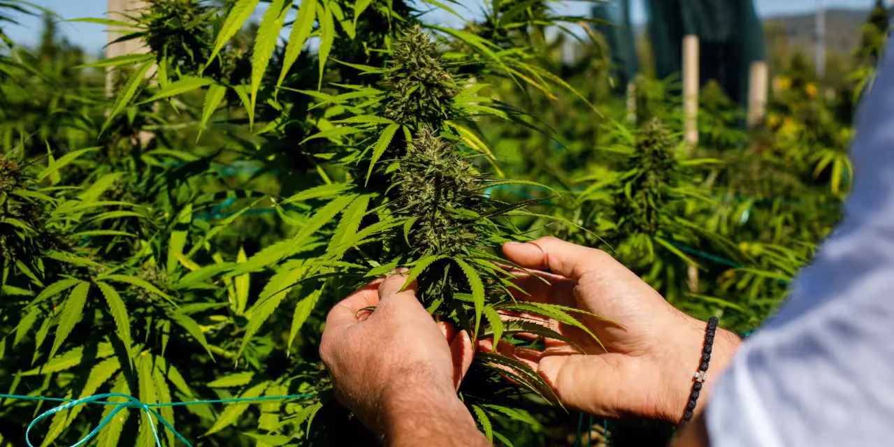 Man inspecting cannabis plants grown outdoors on a farm