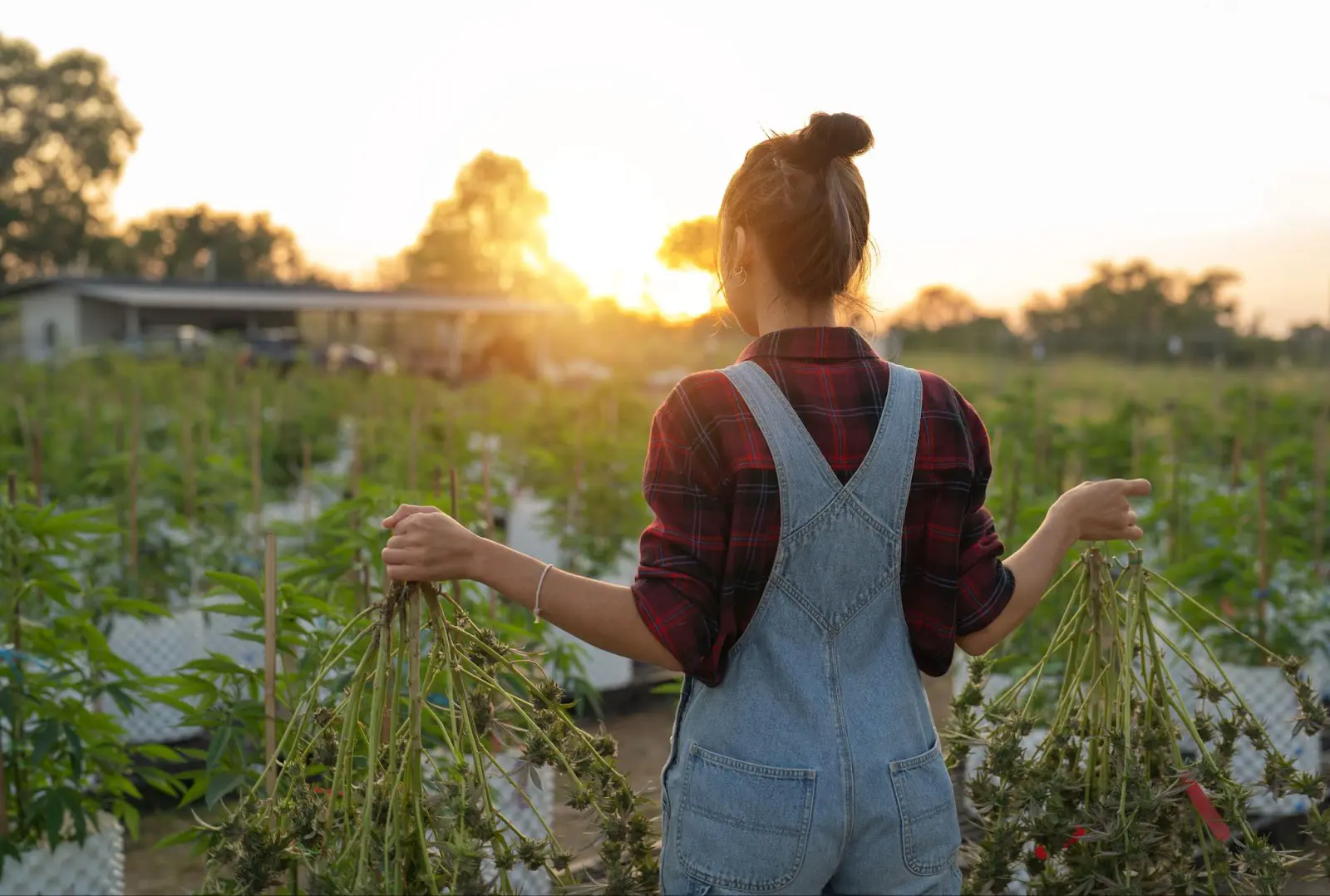 Woman working outside on a cannabis farm starting flowering outdoors