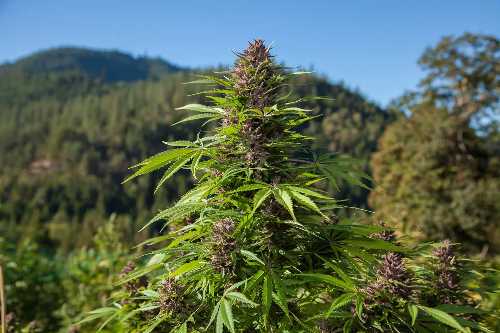 Cannabis flowering outdoors with mountains in the background