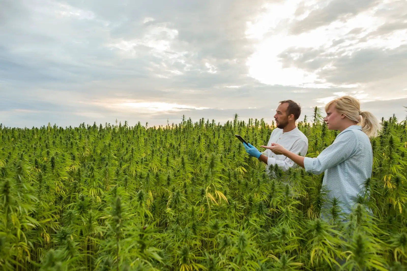Two people assessing when to flower their cannabis crop outdoors