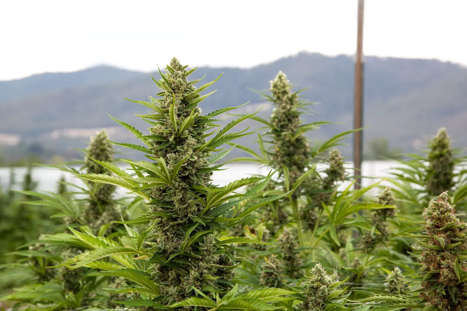 Close up of cannabis plants flowering outdoors