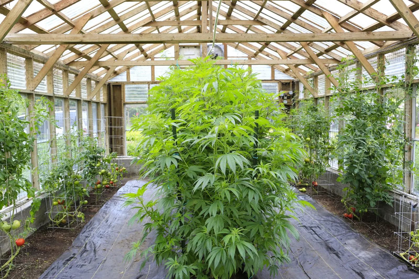 Cannabis plants gfrown outside in a greenhouse
