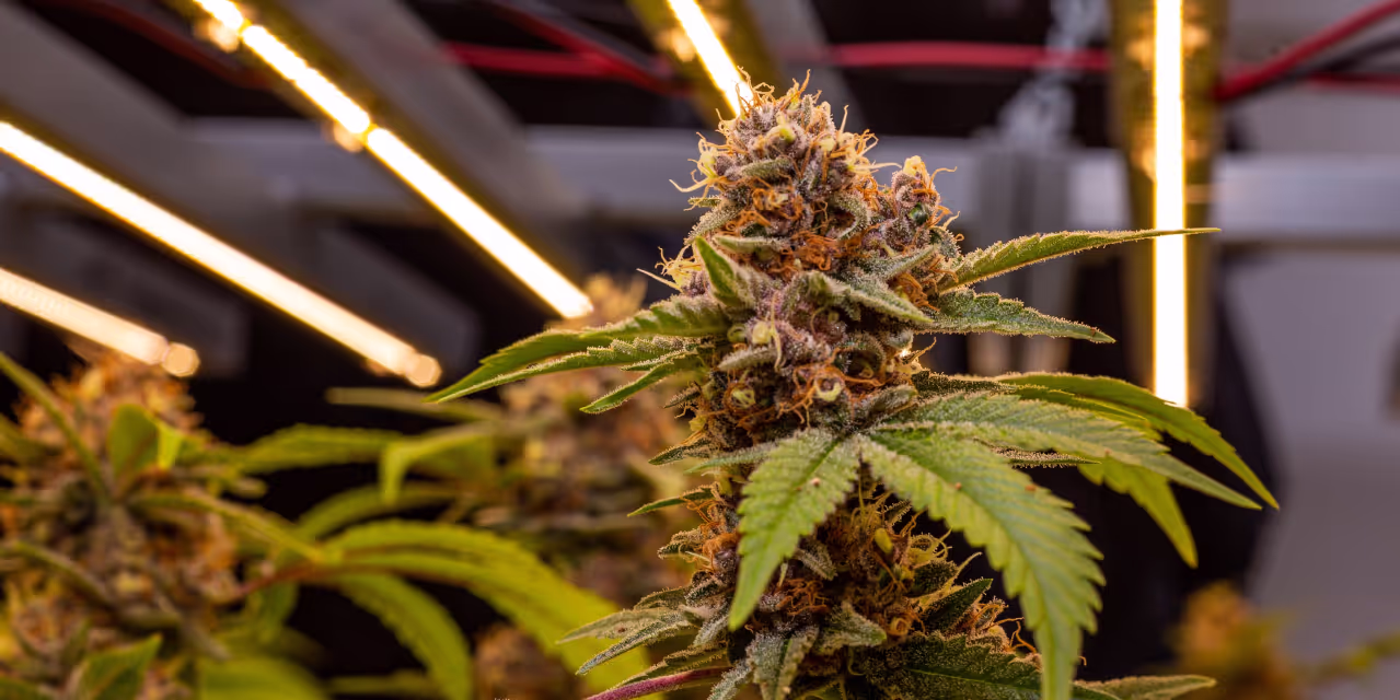 Cannabis plant ripe for harvest hero