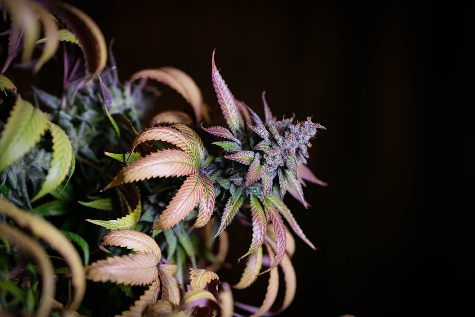 Growing cannabis indoors - sugar leaves in shot