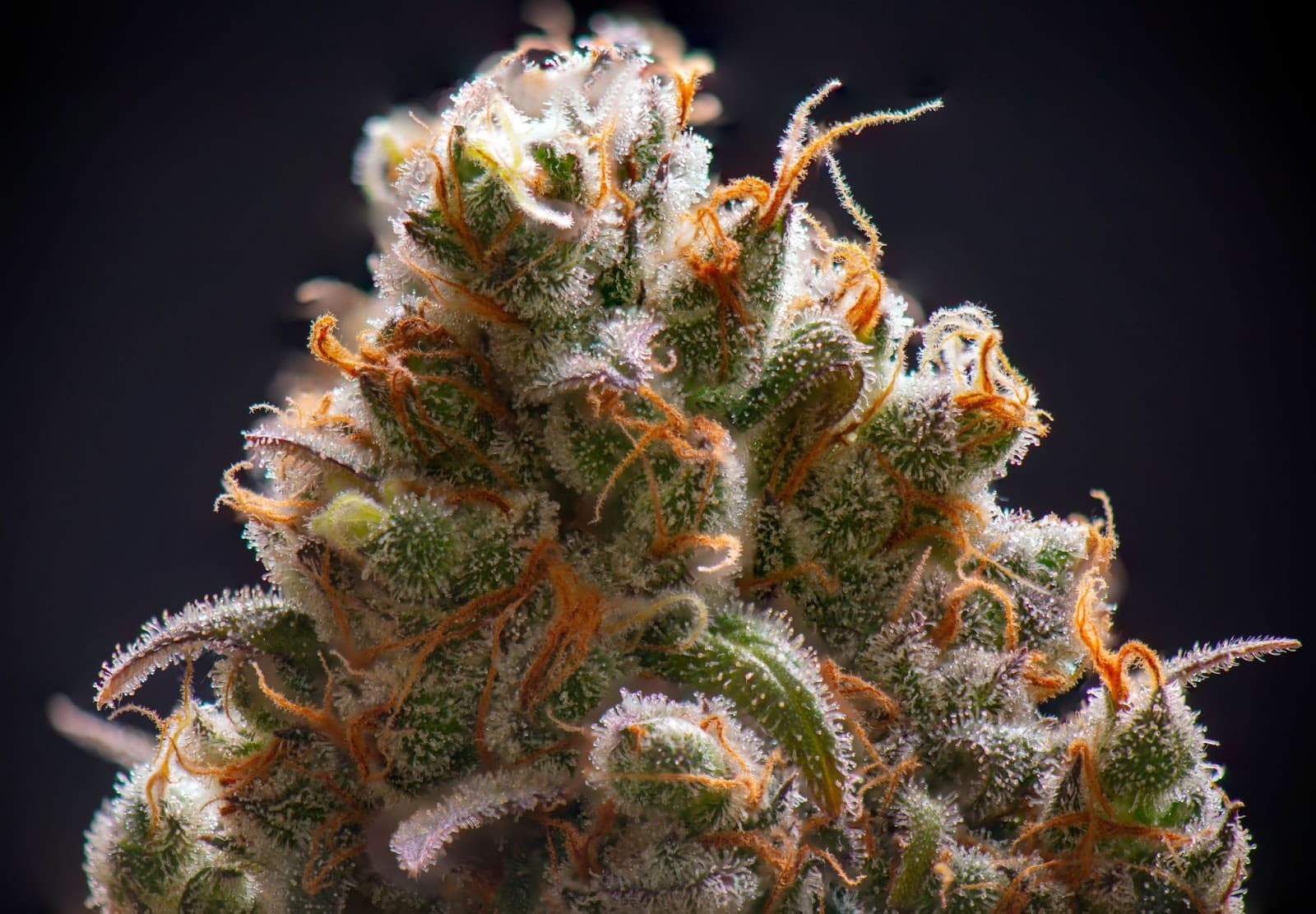 close up of orange-brown pistils on a pot plant
