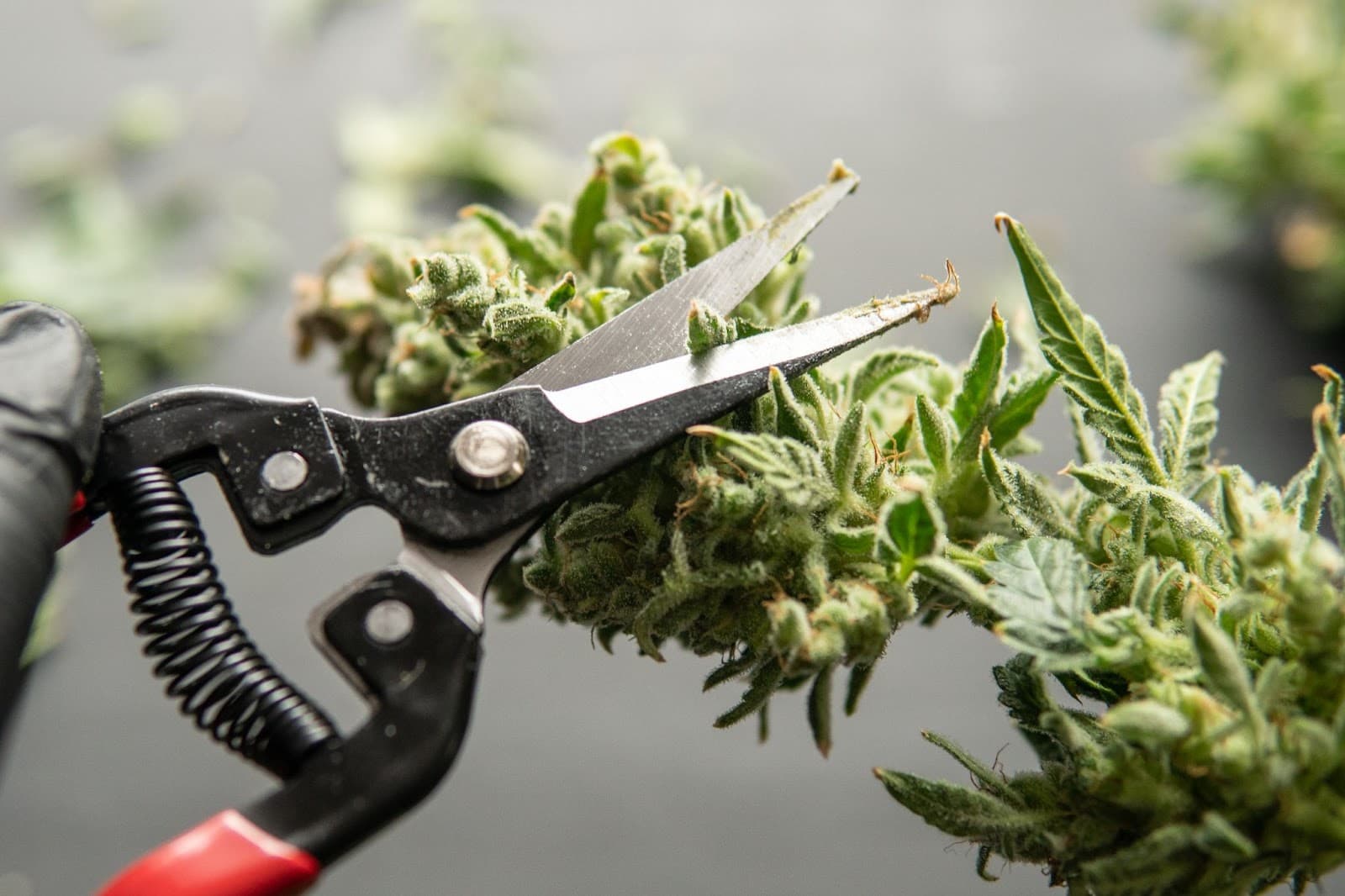 Grower wet trimming sugar leaves from a branch