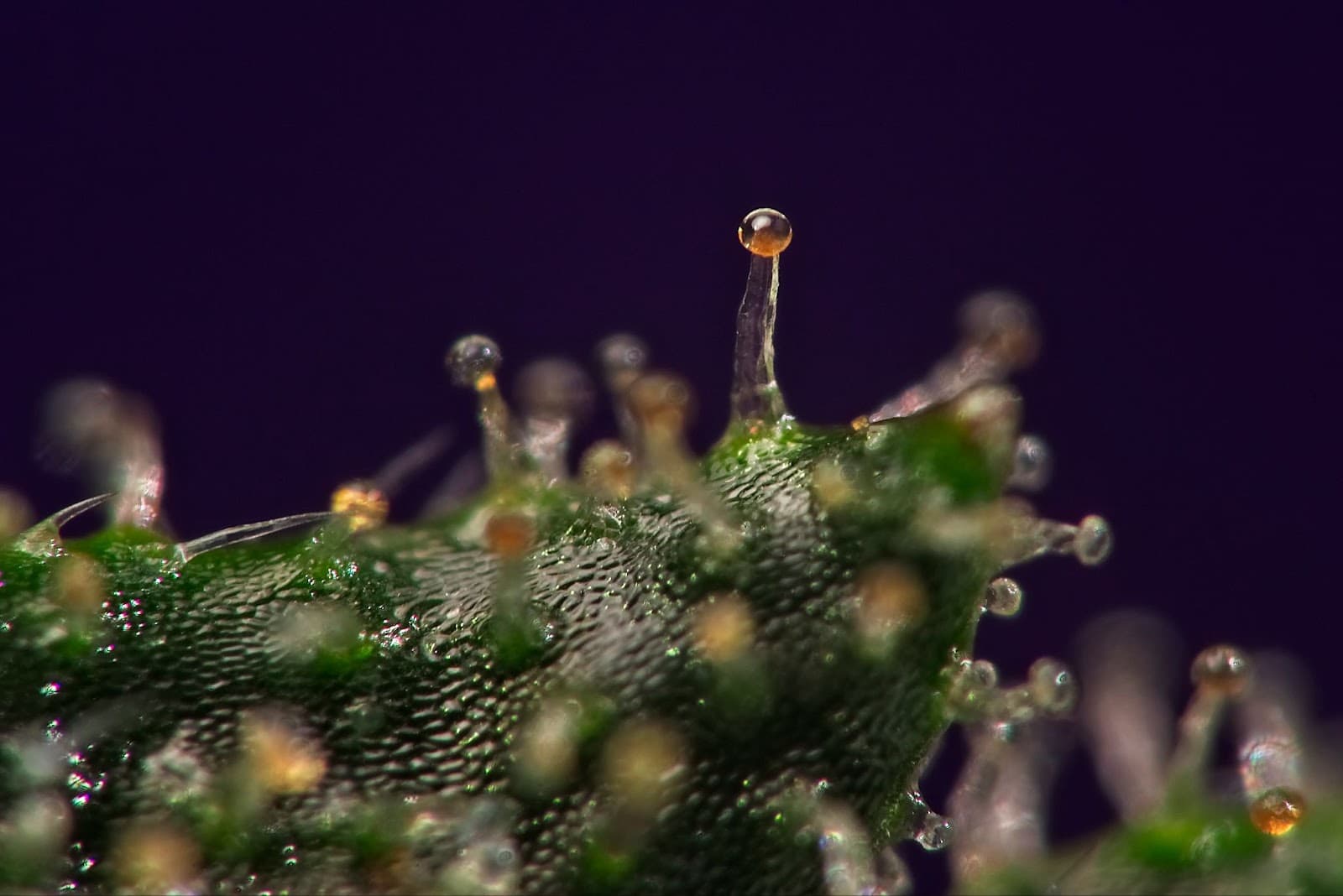 Close up of orangey coloured trichomes