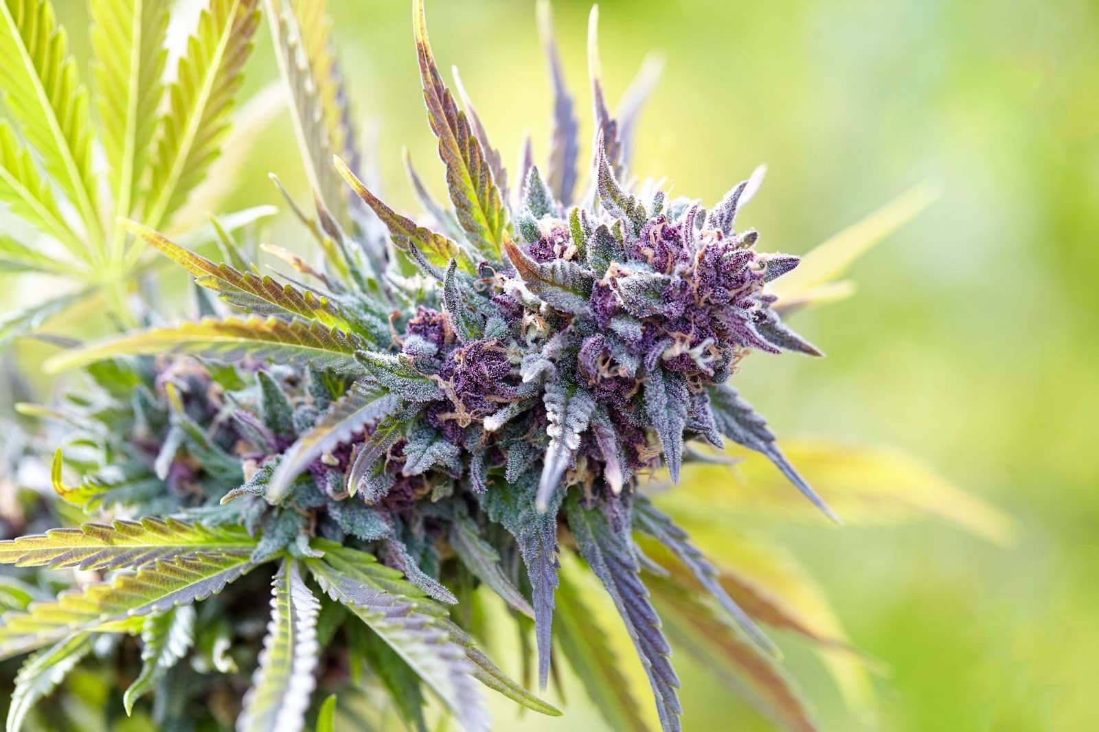 healthy cannabis at flowering time