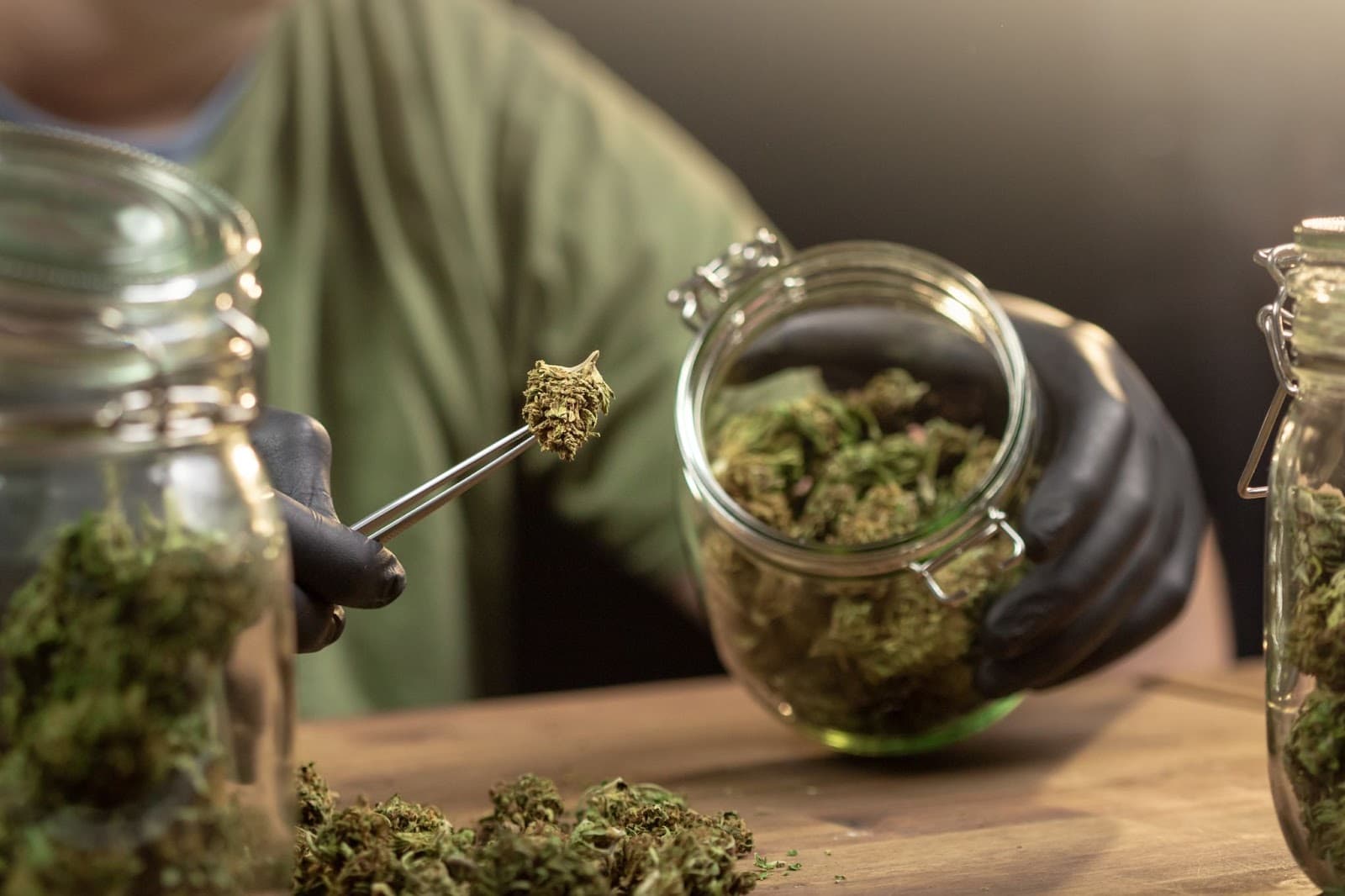 grower handling cured cannabis buds carefully, pulling them from the jar with gloved hands and tweezers