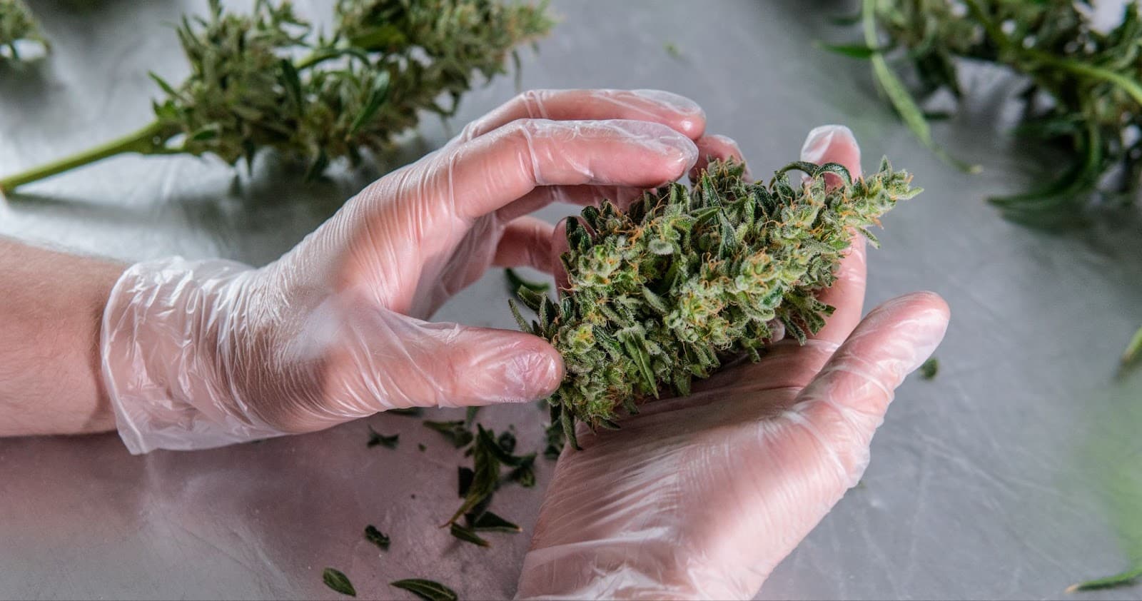 a large bud needing dry trimming in a gloved cultivators hand
