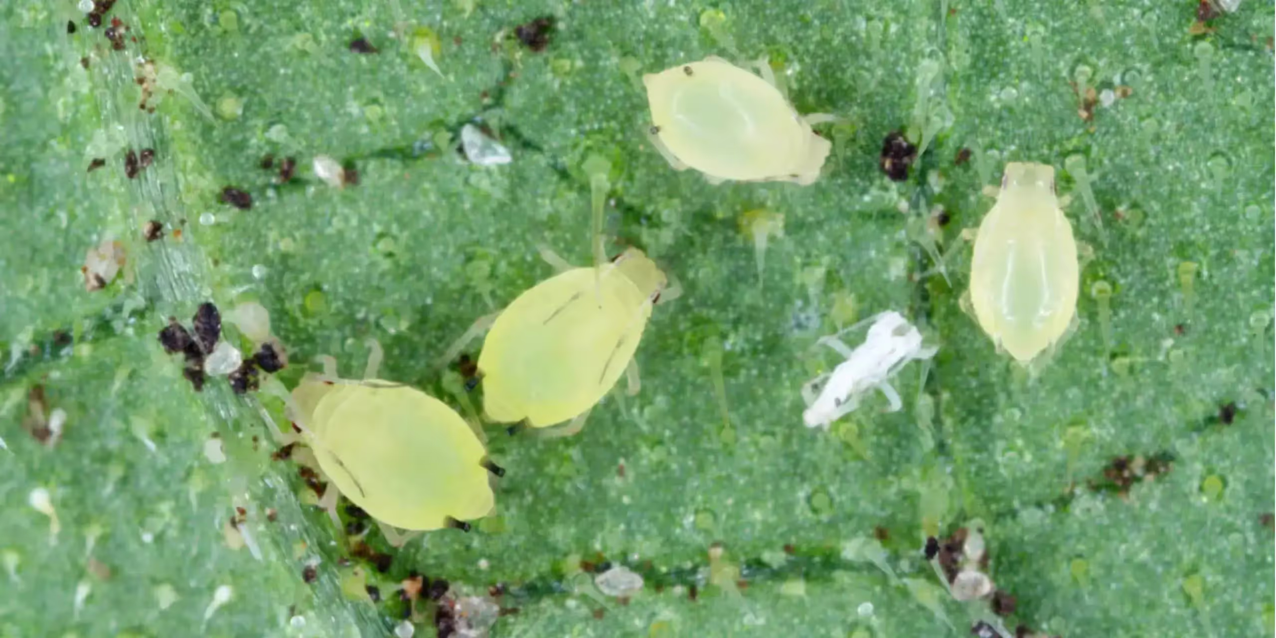 Small colony of aphids on the underside of a leaf