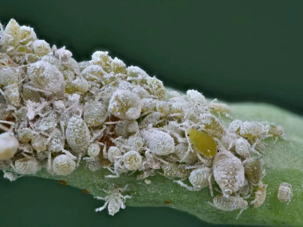 Magnified cluster of aphids on a plant stem