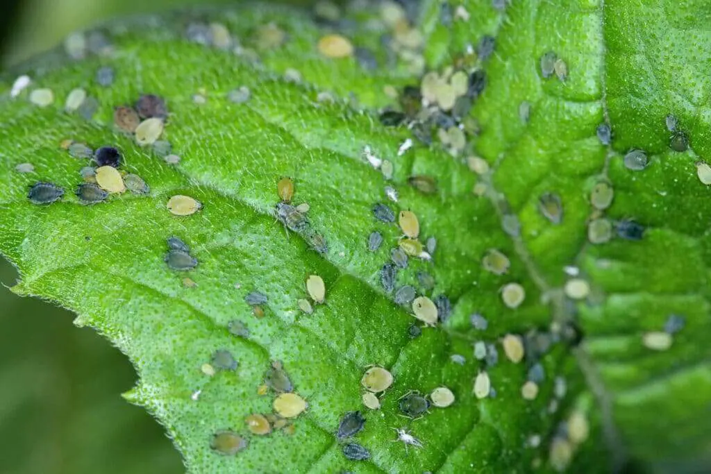 Aphid infestation on a leaf