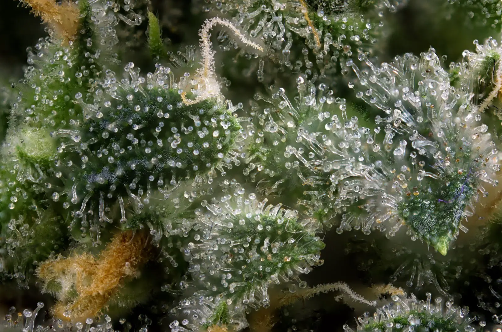 A close up of the trichomes on a cannabis flower.