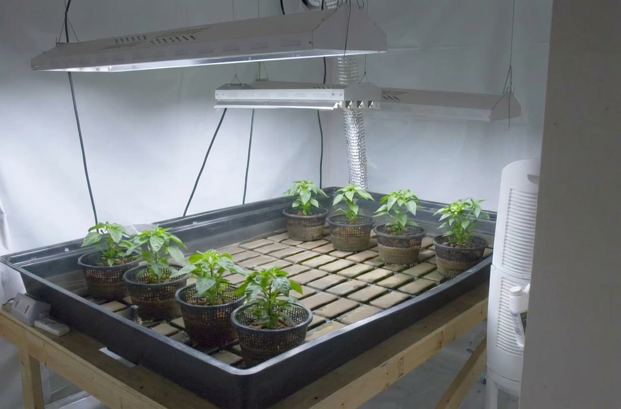 Trichome rich cannabis flower grown at the right leaf temperature