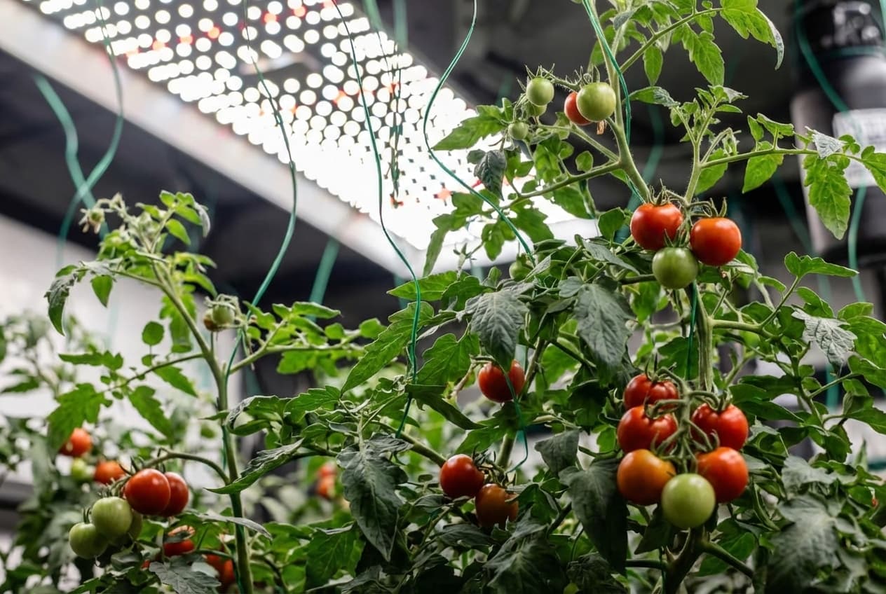 Tomatoes growing indoors