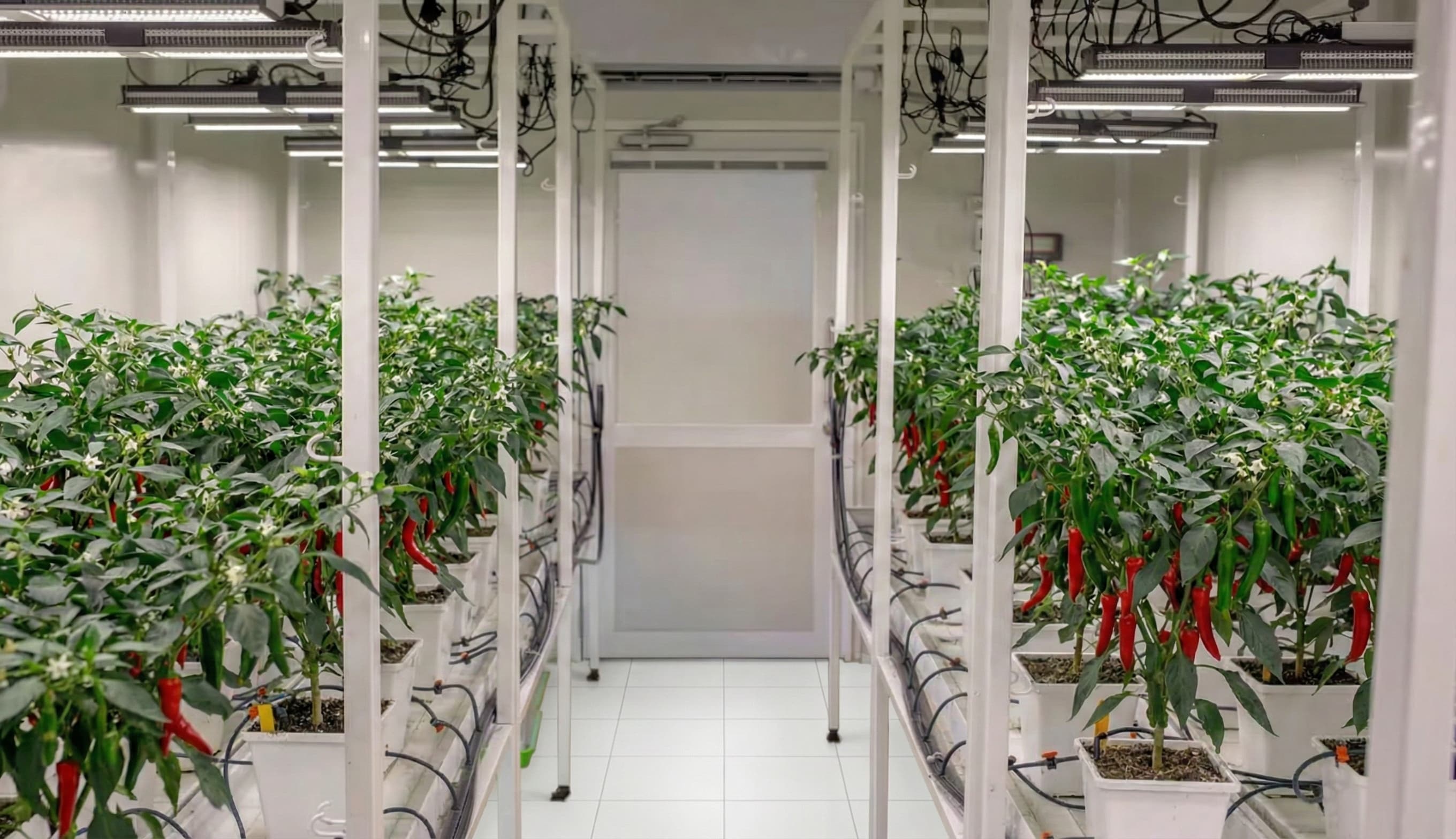 A indoor chilli pepper garden.